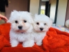 maltese-puppies-for-sale-5cd8685504bfa