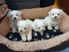 pure-breed-maltese-puppies-for-sale-5ddefb087a801